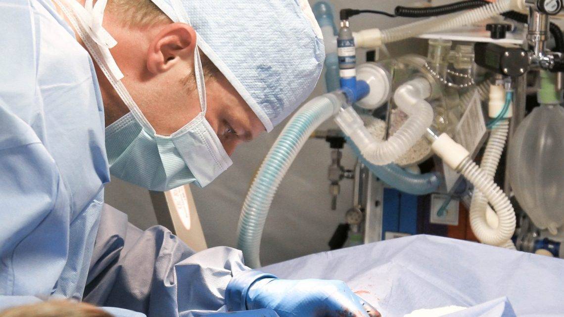 Se former à Angers pour devenir assistant vétérinaire Se former à Angers pour devenir assistant vétérinaire